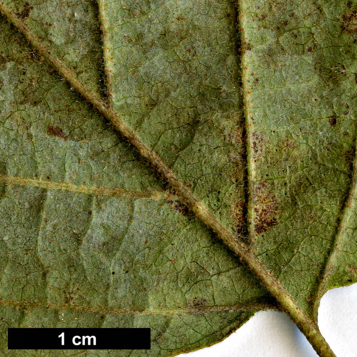 High resolution image: Family: Hamamelidaceae - Genus: Fothergilla - Taxon: ×intermedia - SpeciesSub: 'Beaver Creek'